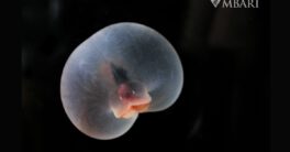a pigbutt worm on a black background