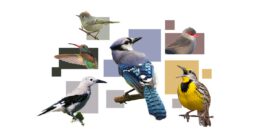 How do birds get their colors?  A guide to your vibrant, winged friends