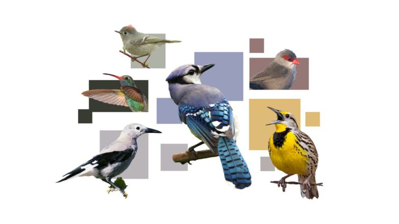 How do birds get their colors?  A guide to your vibrant, winged friends